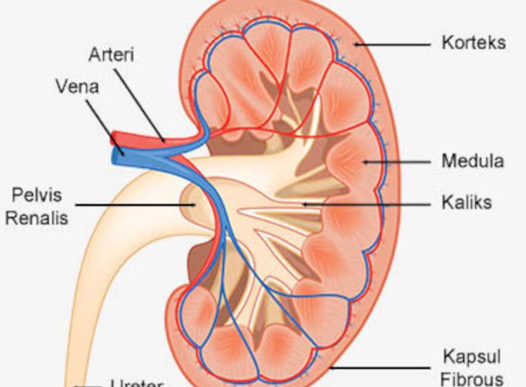 Detail Gambar Ginjal Dan Penjelasannya Nomer 3