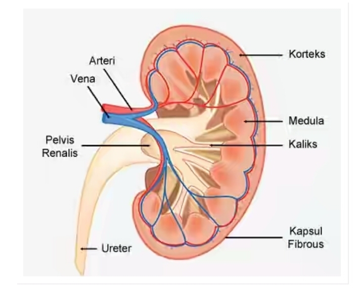 Detail Gambar Ginjal Dan Penjelasannya Nomer 31