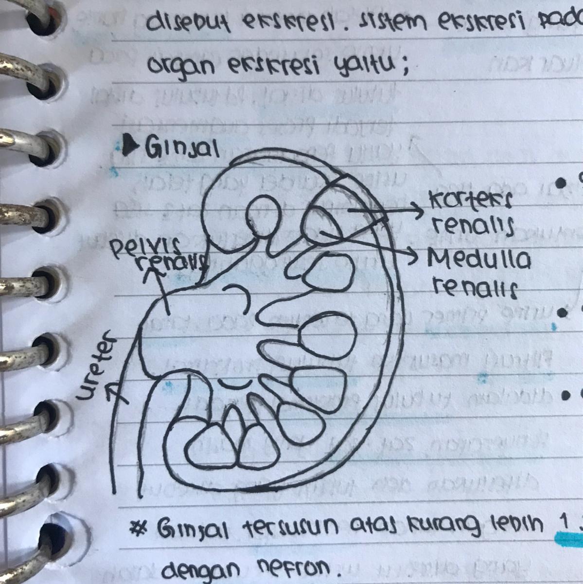 Detail Gambar Ginjal Dan Penjelasannya Nomer 36