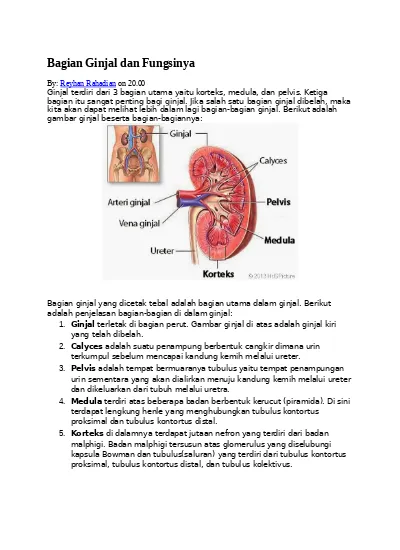 Detail Gambar Ginjal Dan Penjelasannya Nomer 49