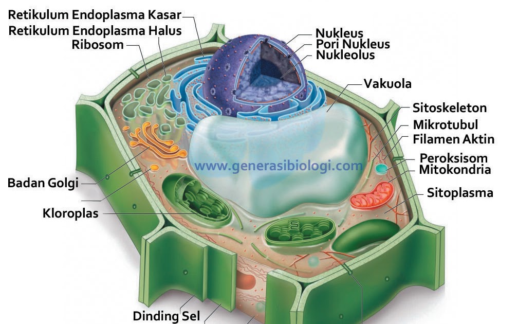 Detail Gambar Ginjal Lengkap Dengan Keterangannya Dlm Bahasa Indonesia Nomer 42