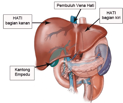 Detail Gambar Hati Beserta Fungsinya Nomer 12