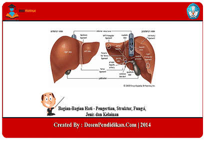 Detail Gambar Hati Beserta Fungsinya Nomer 14