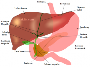 Detail Gambar Hati Beserta Fungsinya Nomer 15