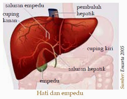 Detail Gambar Hati Beserta Fungsinya Nomer 18