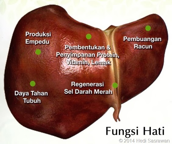 Detail Gambar Hati Beserta Fungsinya Nomer 20