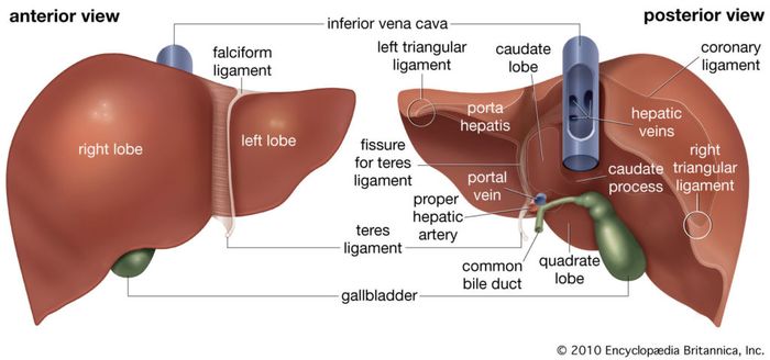 Detail Gambar Hati Beserta Fungsinya Nomer 5