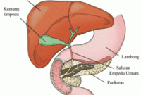 Detail Gambar Hati Beserta Fungsinya Nomer 40