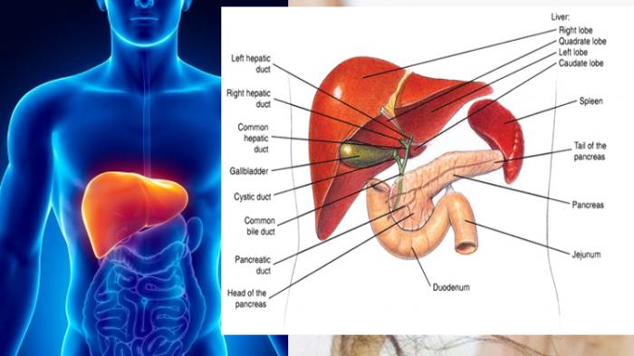 Detail Gambar Hati Beserta Fungsinya Nomer 7