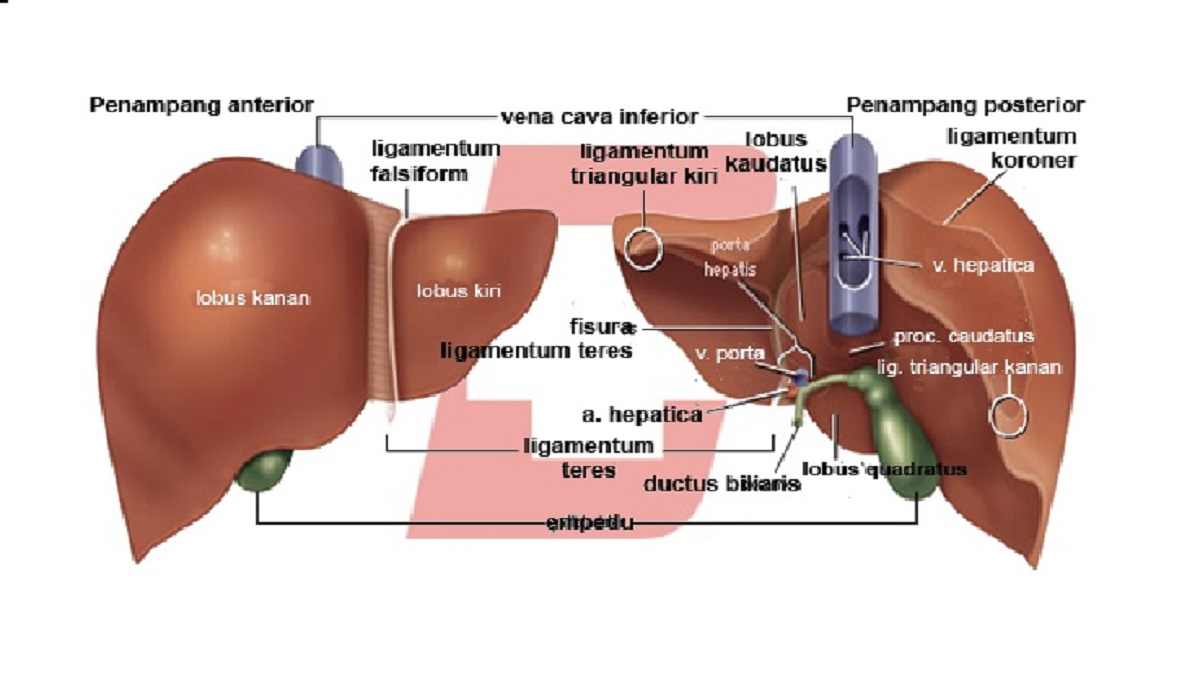 Detail Gambar Hati Beserta Fungsinya Nomer 8