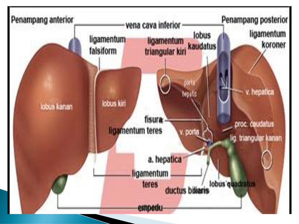 Detail Gambar Hati Beserta Keterangannya Nomer 32