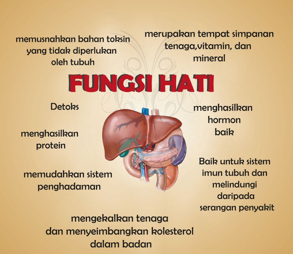 Detail Gambar Hati Dan Fungsinya Nomer 12