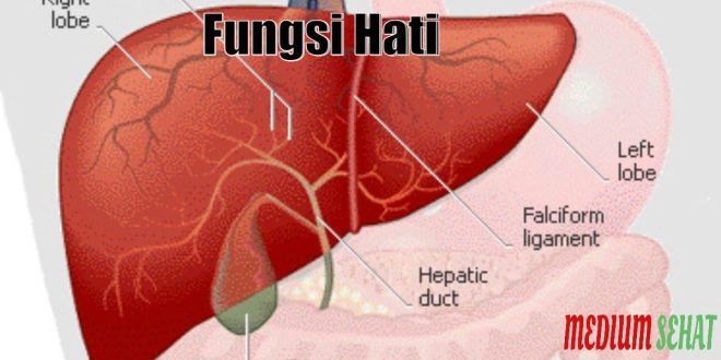 Detail Gambar Hati Dan Fungsinya Nomer 26