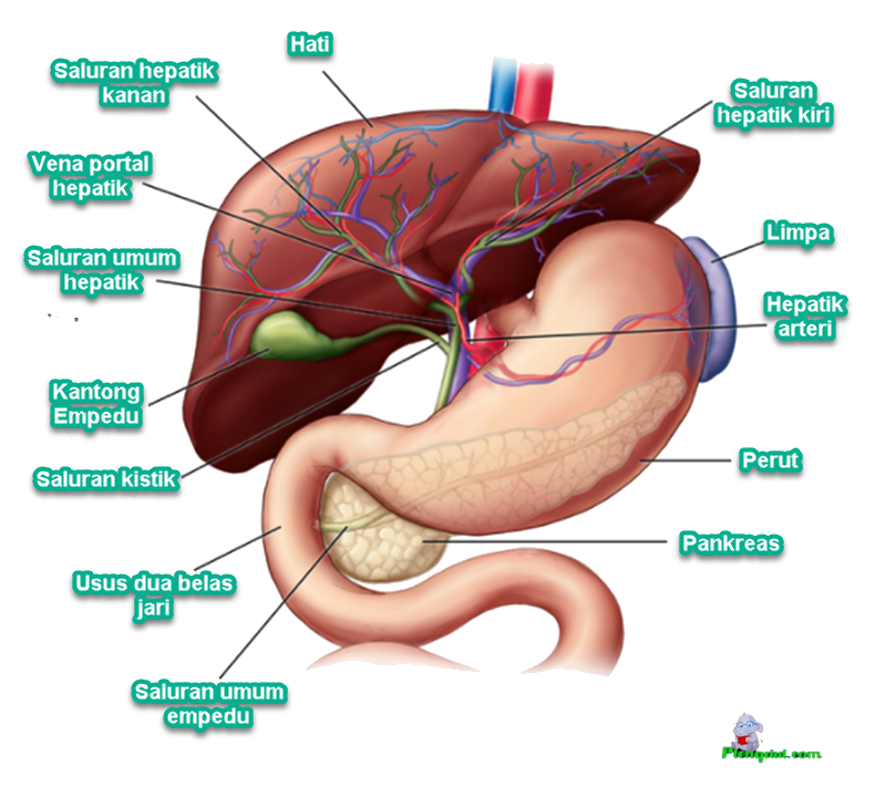 Detail Gambar Hati Dan Fungsinya Nomer 50