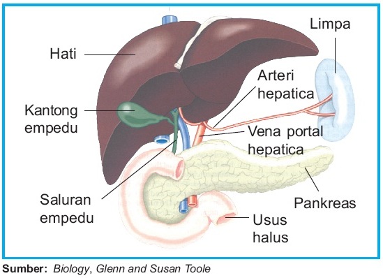 Detail Gambar Hati Dan Fungsinya Nomer 7