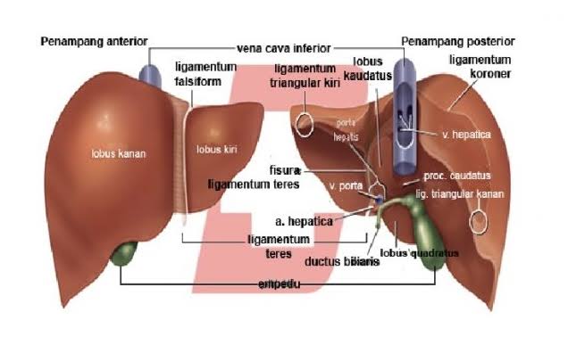 Detail Gambar Hati Gambar Hati Manusia Dan Bagian Bagiannya Nomer 15