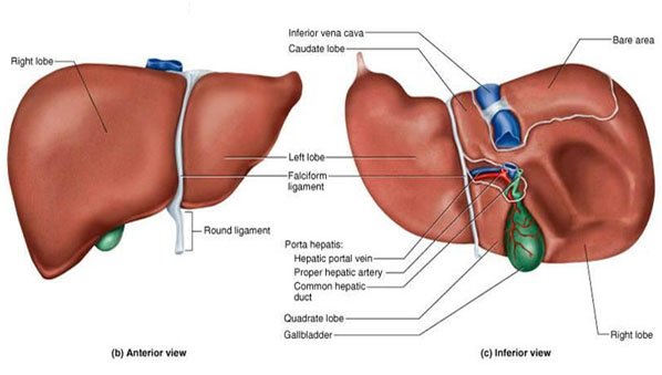 Detail Gambar Hati Gambar Hati Manusia Dan Bagian Bagiannya Nomer 17