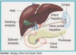 Detail Gambar Hati Gambar Hati Manusia Dan Bagian Bagiannya Nomer 23