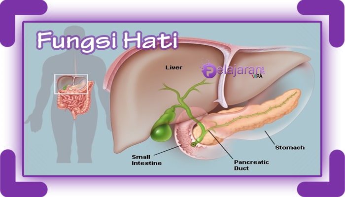 Detail Gambar Hati Gambar Hati Manusia Dan Bagian Bagiannya Nomer 30