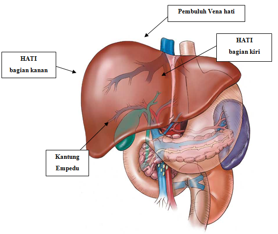 Detail Gambar Hati Gambar Hati Manusia Dan Bagian Bagiannya Nomer 5