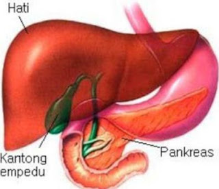 Detail Gambar Hati Gambar Hati Manusia Dan Bagian Bagiannya Nomer 38