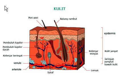 Detail Gambar Hati Gambar Kulit Manusia Nomer 2