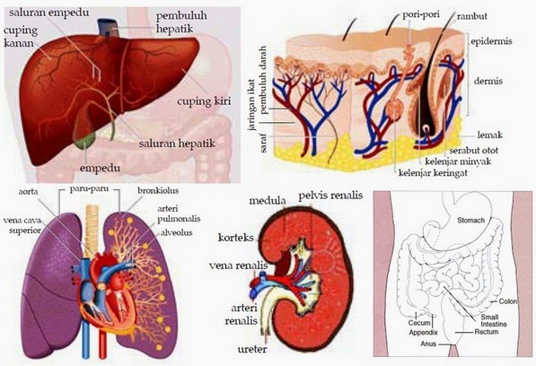 Detail Gambar Hati Gambar Kulit Manusia Nomer 10