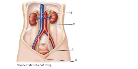 Detail Gambar Hati Gambar Kulit Manusia Nomer 21