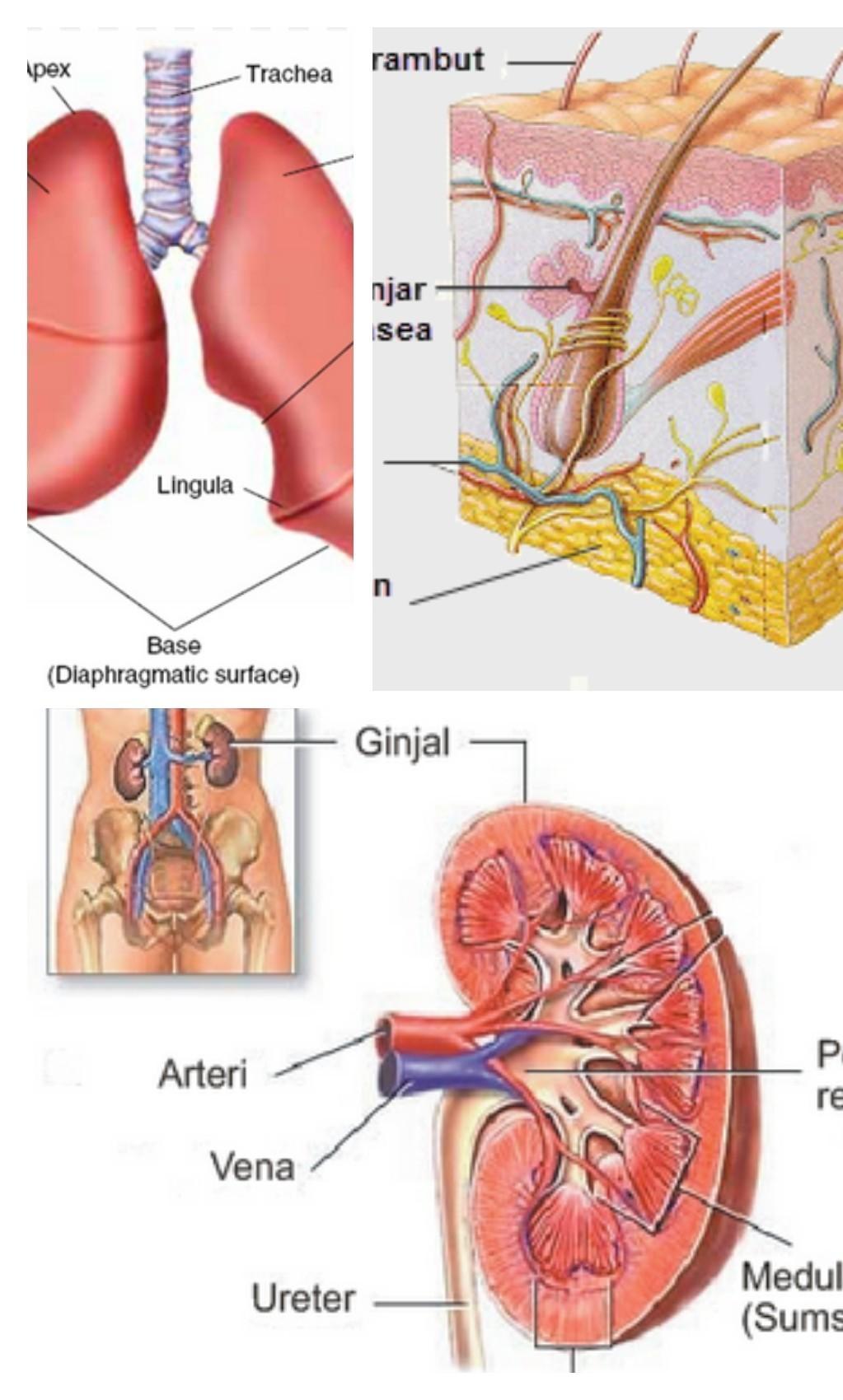 Detail Gambar Hati Gambar Kulit Manusia Nomer 22