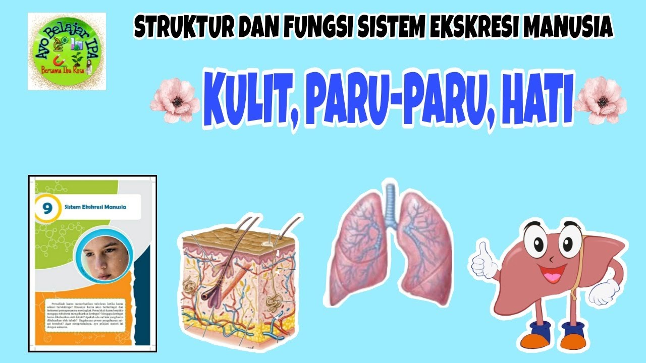 Detail Gambar Hati Gambar Kulit Manusia Nomer 29