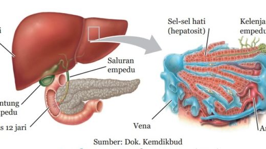 Detail Gambar Hati Gambar Kulit Manusia Nomer 33