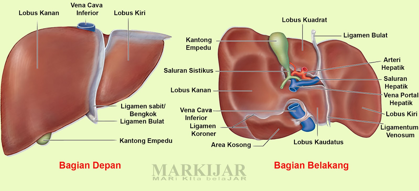 Detail Gambar Hati Gambar Kulit Manusia Nomer 35