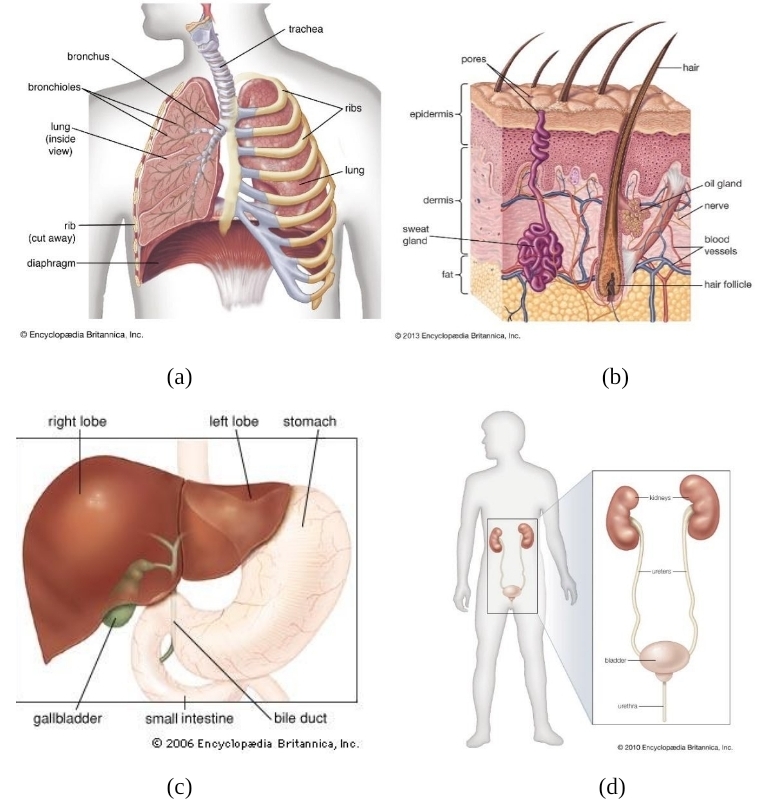 Detail Gambar Hati Gambar Kulit Manusia Nomer 39