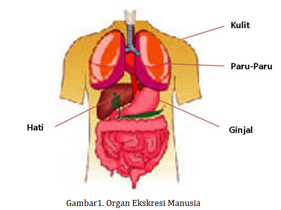 Detail Gambar Hati Gambar Kulit Manusia Nomer 40