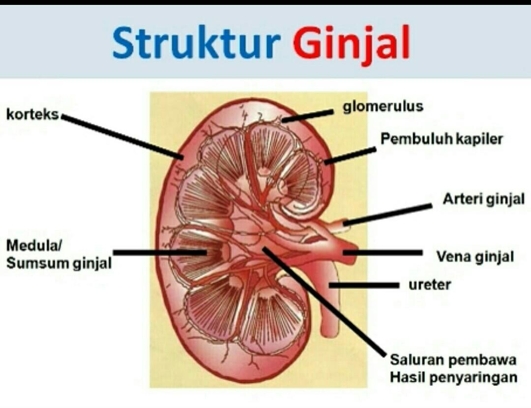 Detail Gambar Hati Gambar Kulit Manusia Nomer 5