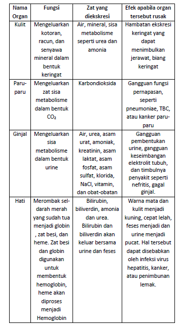 Detail Gambar Hati Gambar Kulit Manusia Nomer 46