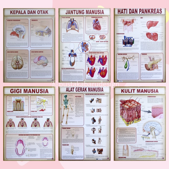 Detail Gambar Hati Gambar Kulit Manusia Nomer 48