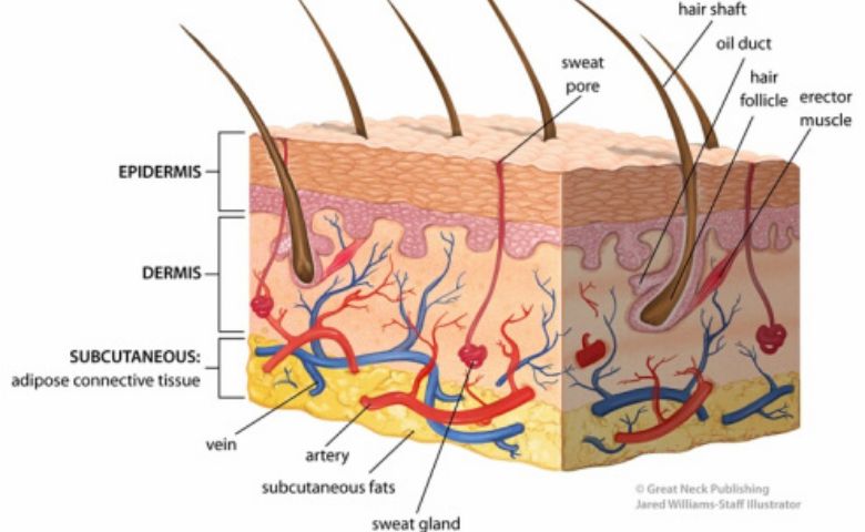 Detail Gambar Hati Gambar Kulit Manusia Nomer 6