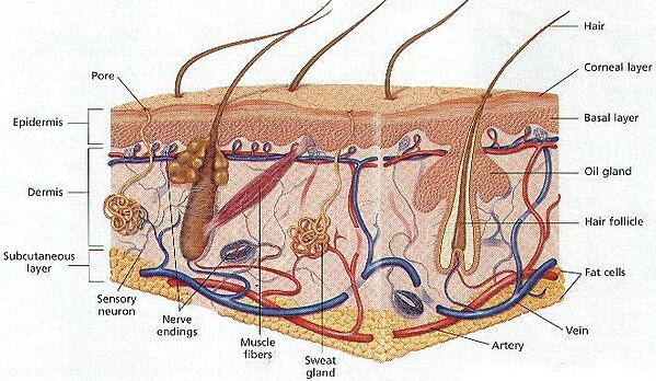 Detail Gambar Hati Gambar Kulit Manusia Nomer 9