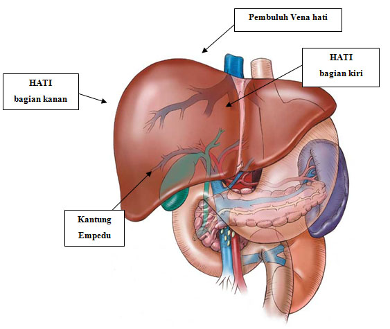 Detail Gambar Hati Gambar Rongga Pernapasan Manusia Nomer 3