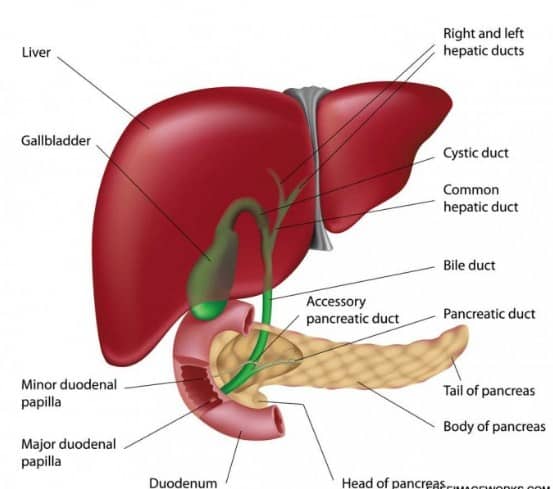 Detail Gambar Hati Manusia Dan Keterangan Nomer 2