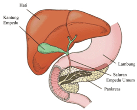 Detail Gambar Hati Manusia Dan Keterangan Nomer 12