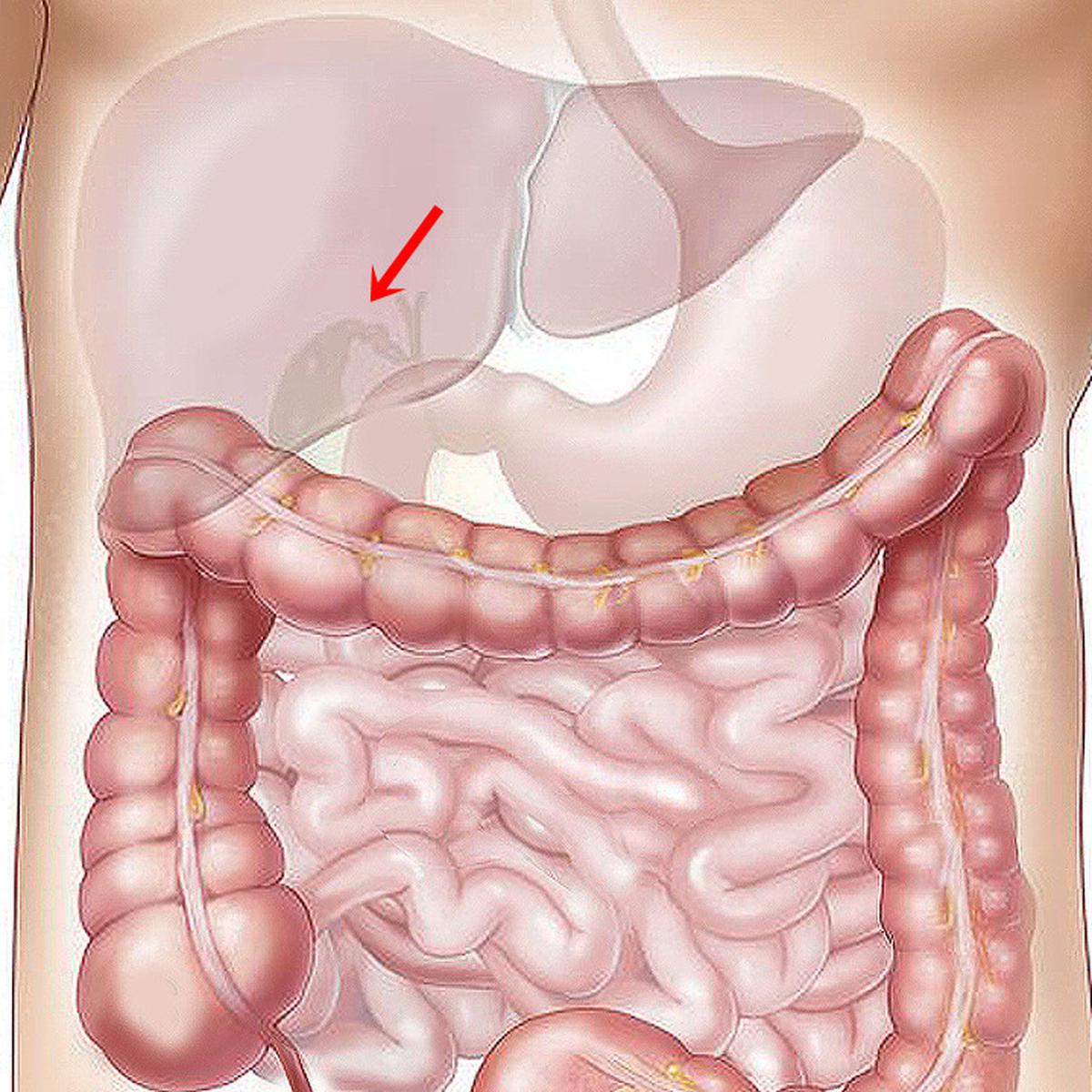 Detail Gambar Hati Manusia Dan Keterangan Nomer 37