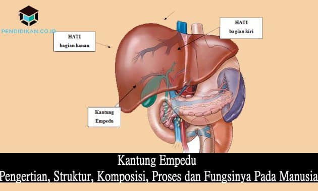 Detail Gambar Hati Manusia Dan Keterangan Nomer 44