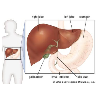 Detail Gambar Hati Manusia Dan Keterangan Nomer 7