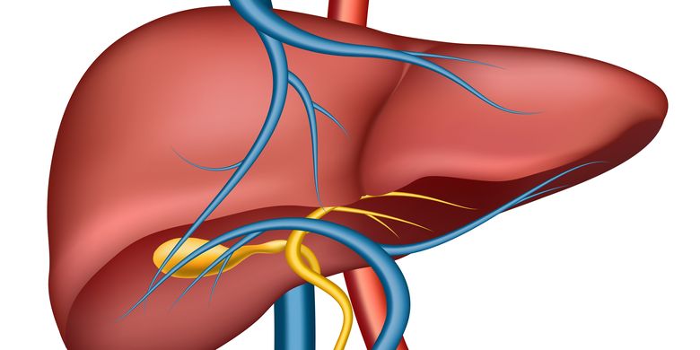 Detail Gambar Hati Organ Manusia Nomer 5