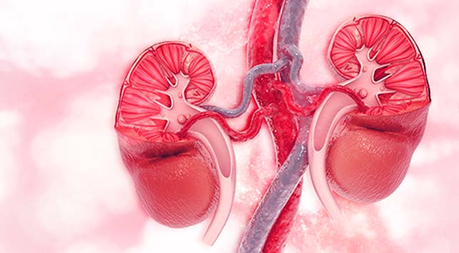 Detail Gambar Hati Organ Manusia Nomer 55