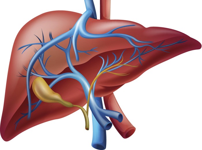 Detail Gambar Hati Organ Manusia Nomer 8