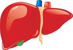 Detail Gambar Hati Organ Manusia Nomer 10