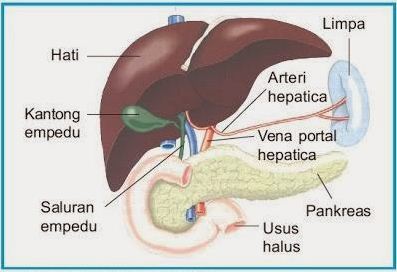 Detail Gambar Hati Pada Manusia Nomer 16